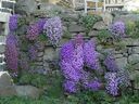Le jardin pendant l't.